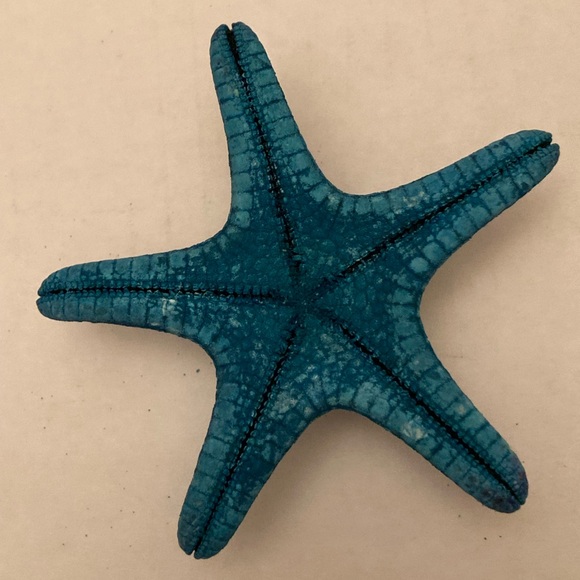 Blue Starfish Seashell - Picture 5 of 6